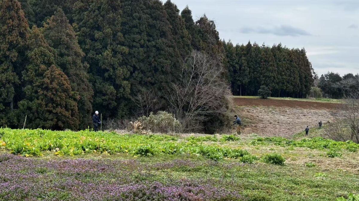 千葉“金山”植樹計画